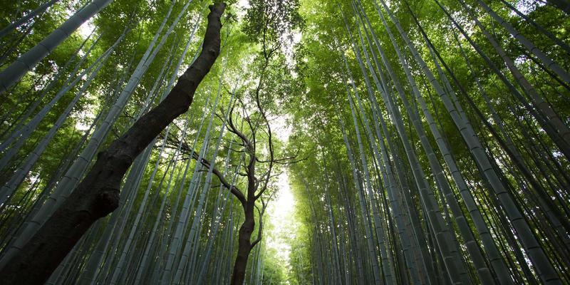 数据隐私保护：防联网追踪的实用方法